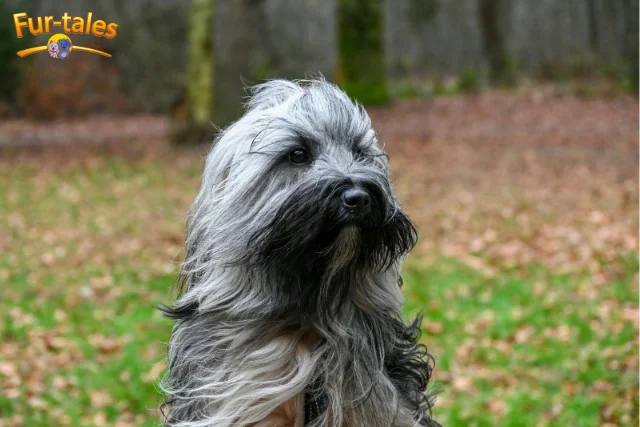 Are Bearded Collies Good Family Dogs? Behavior and Personality Insights