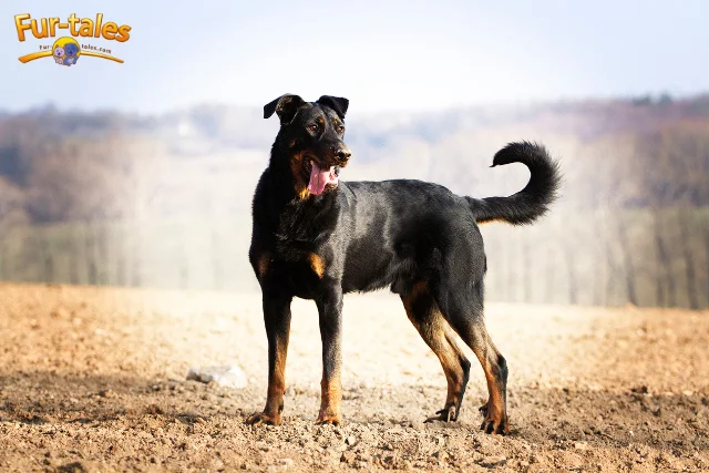 Beauceron Dog Breed: Traits, Care Tips, and What Every Owner Should Know