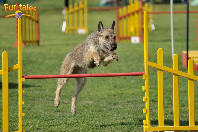 Belgian Shepherd Laekenois Overview: History, Traits, and Care
