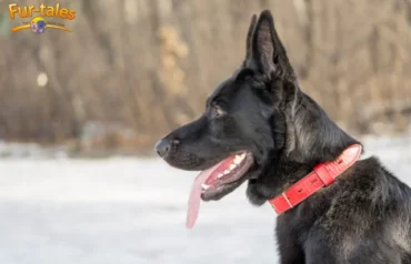 Belgian Shepherd Groenendael