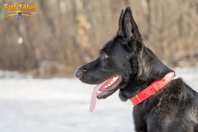 Why the Belgian Shepherd Groenendael is Known as a Loyal Protector