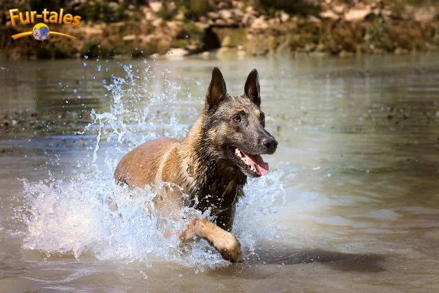 Belgian Shepherd Dog Breed Guide: Temperament, Care, and Training