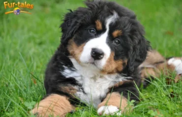Bernese Mountain