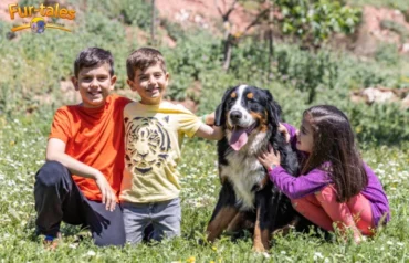 Bernese Mountain Dog