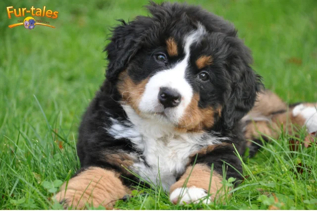 Bernese Mountain Dog Temperament: Gentle Giants Explained