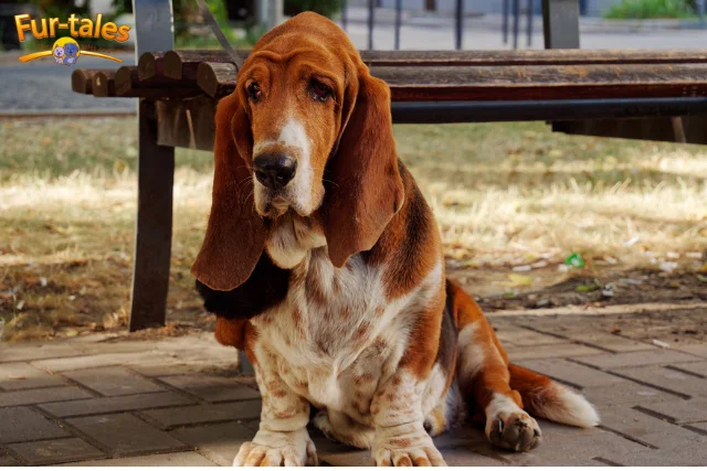 How Much Daily Exercise Does a Bloodhound Need to Stay Healthy?