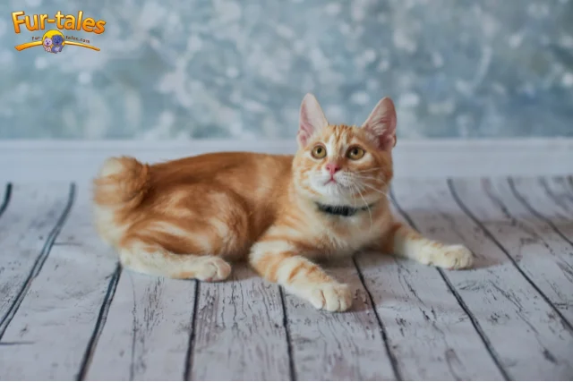 American Bobtail Cat Behavior Explained: Are They Really Dog-Like?
