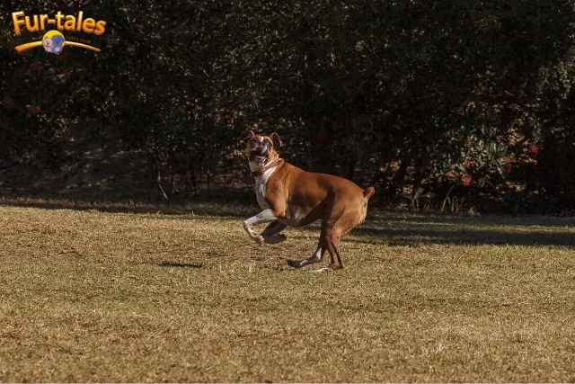 Boxer Mix Dogs: Most Popular Crossbreeds and Their Traits