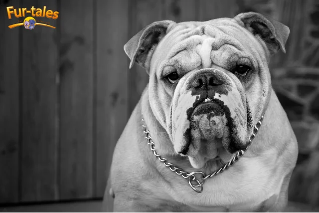 Understanding Bulldog Behavior: What Your Dog’s Actions Really Mean
