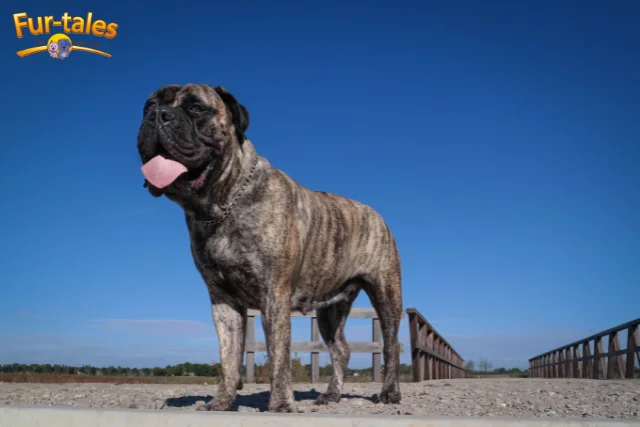 Home Protection Dogs: Bullmastiff vs Rottweiler Guarding Abilities