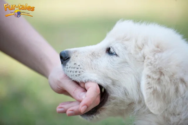 Dog Laws: What Happens If Your Dog Bites Someone? Legal Steps & Responsibilities