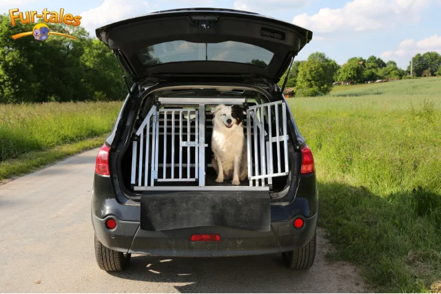 Laws on Transporting Dogs in Cars: Dog Laws & Safety Requirements