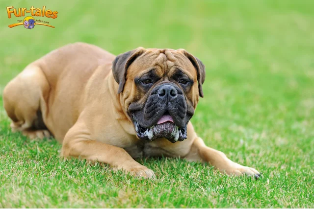 Training an English Mastiff: Patience, Consistency, and Positive Reinforcement