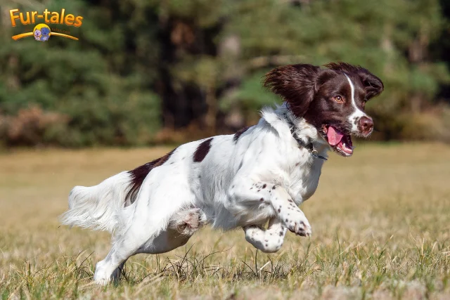 Top Hunting Dog Breeds: 10 Dogs That Perform Best in the Field