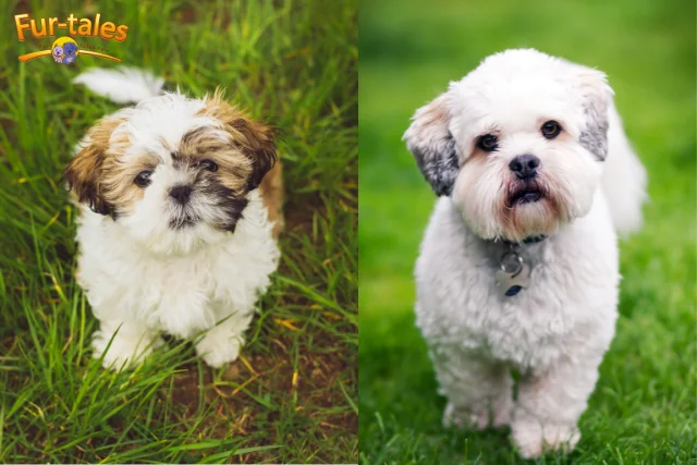Shih Tzu vs. Lhasa Apso: Which Small Dog Breed Is Best for You?