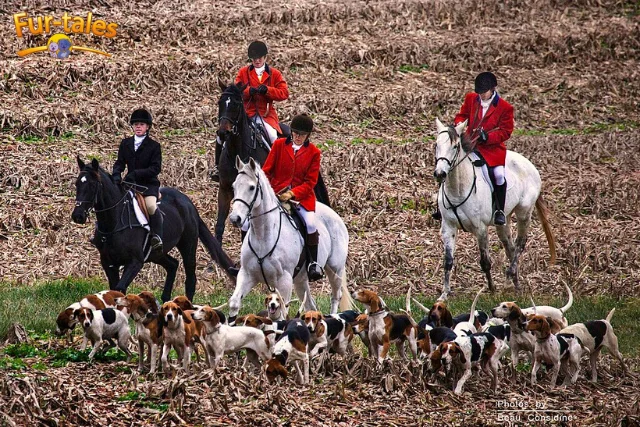 The Hunting Heritage of the American Foxhound