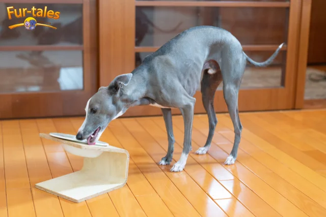 Dog Food for Greyhounds: Nutrition Tips to Keep Lean and Fit