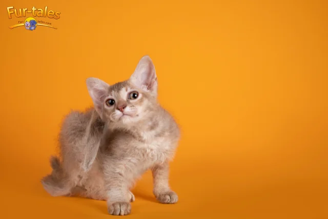 Everything You Need to Know About the LaPerm Cat Breed