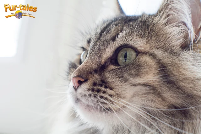 Best Diet for a Healthy and Happy Maine Coon Cat