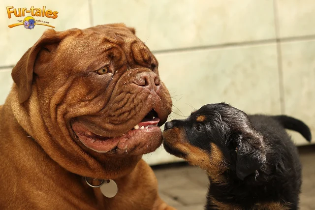 Early Socialization Tips for Rottweiler Puppies