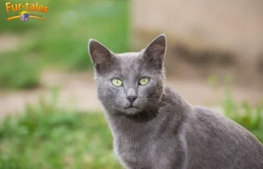 Russian Blue