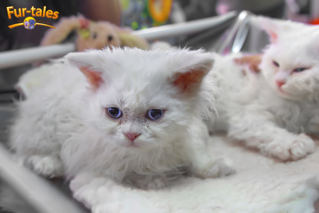 The Laid-Back Nature of the Selkirk Rex: Ideal for Families and Singles