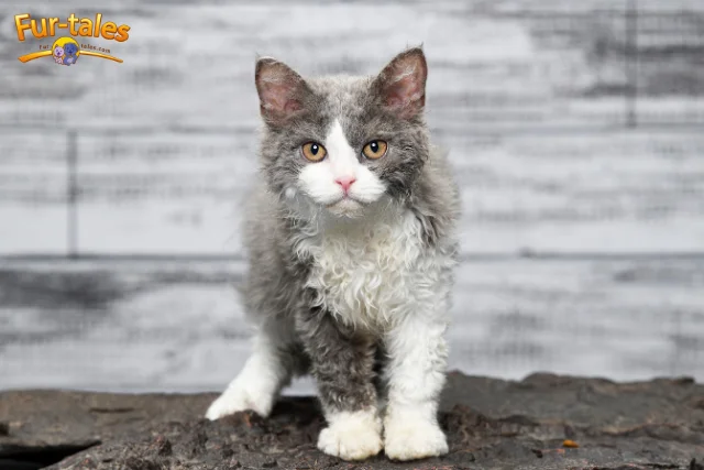 The History and Origins of the Selkirk Rex: Nature’s Curly Surprise