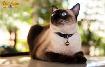 Siamese Cat