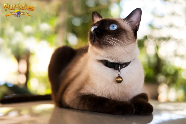 Siamese Cats: Striking Appearance and Vocal Traits Loved in the USA