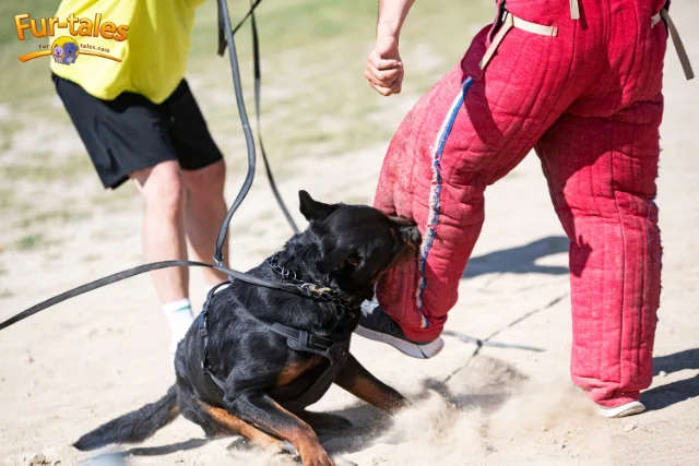 Training a Rottweiler: Best Practices for a Well-Behaved Companion