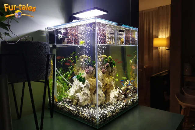 Aquarium Care: 7 Fish and Aquatic Pets That Naturally Clean Tanks