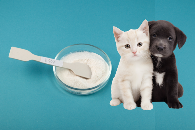 Carrageenan and Pet Health: Safe Ingredient or Hidden Danger?