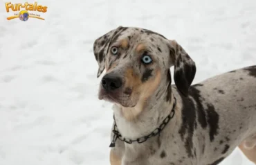 Catahoula Leopard Dog